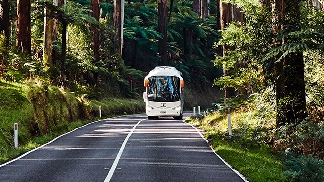 Bus kører i skov